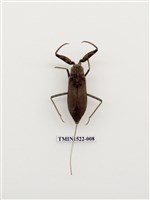 藏品(水生昆蟲)的圖片